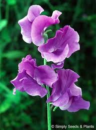 Violett Wicke Blumensamen zur Aussaat – Traditionssorte ohne Gentechnik biologisch Garten Samen Keimung sonnenliebend