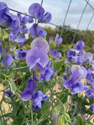 Lila Wicke Blumensamen zur Aussaat – Traditionssorte ohne Gentechnik biologisch Garten Samen Keimung Schnitt Blume beliebt