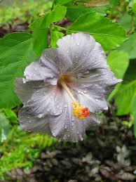 dunkel Gray Hibiskus Blumensamen zur Aussaat – Traditionssorte ohne Gentechnik biologisch Garten Samen Keimung Drought verträglich