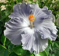 Dark gray hibiscus blume samen for anpflanzung – heirloom nongmo organic garten samen high germination drought tolerant
 
 sale for anpflanzung in home garten