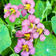 Lila Kapuzinerkresse Blumensamen zur Aussaat – Traditionssorte ohne Gentechnik biologisch Garten Samen Keimung Wildblume Mischung