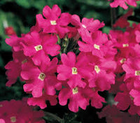 Rosa Eisenkraut Blumensamen zur Aussaat – Traditionssorte ohne Gentechnik biologisch Garten Samen Keimung Schnitt Blume beliebt