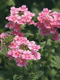Rosa Eisenkraut Blumensamen zur Aussaat – Traditionssorte ohne Gentechnik biologisch Garten Samen Keimung Schnitt Blume beliebt