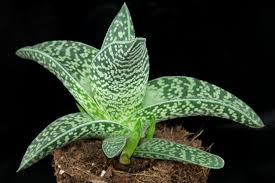 Grün Aloe Variegata zur Aussaat – leuchtend – Traditionssorte & ohne Gentechnik Samen Hausgarten