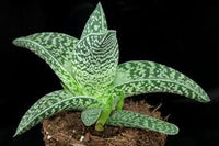 Grün Aloe Variegata zur Aussaat – leuchtend – Traditionssorte & ohne Gentechnik Samen Hausgarten