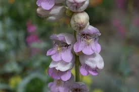 Rosa Palmer's Penstemon Blumensamen zur Aussaat – Garten beliebt – Traditionssorte & ohne Gentechnik Samen Hausgarten