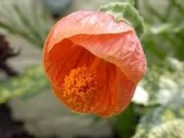 Tangerine Orange Abutilon Blumensamen zur Aussaat – leuchtend – Traditionssorte & ohne Gentechnik Samen Hausgarten