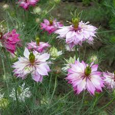 Nigella Persian Blumensamen zur Aussaat – Wildblume Mischung – Traditionssorte & ohne Gentechnik Samen Hausgarten