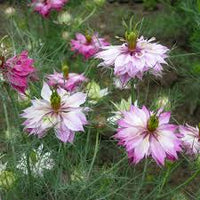 Nigella Persian Blumensamen zur Aussaat – Wildblume Mischung – Traditionssorte & ohne Gentechnik Samen Hausgarten