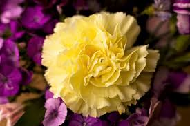 Gelb Lila Nelke Blumensamen Blumensamen zur Aussaat – lang Blüte Saison – Traditionssorte & ohne Gentechnik Samen Hausgarten