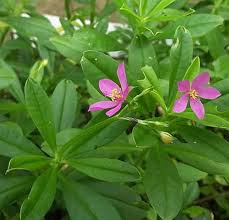 Talinum Paniculatum Blumensamen zur Aussaat – Drought verträglich – Traditionssorte & ohne Gentechnik Samen Hausgarten