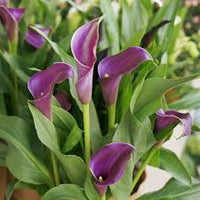 Calla Lila Blumensamen zur Aussaat – Landhaus Garten wichtig – Traditionssorte & ohne Gentechnik Samen Hausgarten