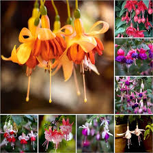 Fuchsie Blumensamen zur Aussaat – leuchtend – Traditionssorte & ohne Gentechnik Samen Hausgarten