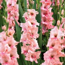 Rosa Gladiole Blumensamen zur Aussaat – ideal Rabatten – Traditionssorte & ohne Gentechnik Samen Hausgarten