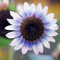 Violett Mini Sonnenblume Samen zur Aussaat – Traditionssorte ohne Gentechnik – Keimung biologisch Garten Samen