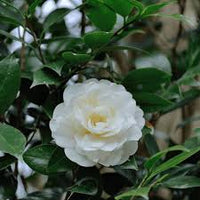 Kamelie Weiß Blumensamen zur Aussaat – Wildblume Mischung – Traditionssorte & ohne Gentechnik Samen Hausgarten