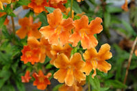Orange Mimulus Blumensamen zur Aussaat – Wildblume Mischung – Traditionssorte & ohne Gentechnik Samen Hausgarten