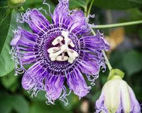 Lila Passiflora Blumensamen zur Aussaat – sonnenliebend – Traditionssorte & ohne Gentechnik Samen Hausgarten