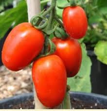 Amish Paste Traditionell Tomate Solanum lycopersicum Gemüse Samen zum Pflanzen in Garden
