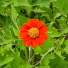 Orange Tithonia Blumensamen zur Aussaat – leuchtend – Traditionssorte & ohne Gentechnik Samen Hausgarten
