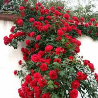 Kastanienrot kletternd Rose Blumensamen zur Aussaat – Wildblume Mischung – Traditionssorte & ohne Gentechnik Samen Hausgarten