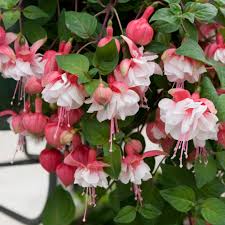 gefüllt Petals Fuchsie Samen zur Aussaat – Creme Rot Blumensamen leuchtend Gärten