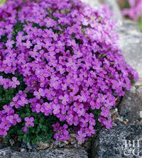 Cress Blumensamen zur Aussaat – Anzucht – Traditionssorte & ohne Gentechnik Samen Hausgarten