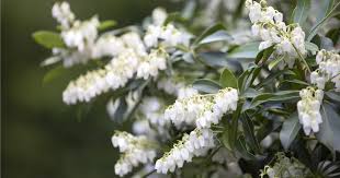 Pieris Japonica Blumensamen zur Aussaat – Halbschatten verträglich – Traditionssorte & ohne Gentechnik Samen Hausgarten