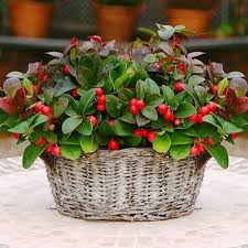 Rot Gaultheria Blumensamen zur Aussaat – Bestäuber freundlich – Traditionssorte & ohne Gentechnik Samen Hausgarten
