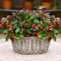 Rot Gaultheria Blumensamen zur Aussaat – Bestäuber freundlich – Traditionssorte & ohne Gentechnik Samen Hausgarten