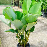 Creme Grün Calathea Lutea Blumensamen zur Aussaat – leuchtend – Traditionssorte & ohne Gentechnik Samen Hausgarten