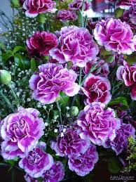 Lila Nelke Blumensamen zur Aussaat – kompakt Wuchs – Traditionssorte & ohne Gentechnik Samen Hausgarten