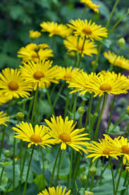 Arnica Montana Blumensamen zur Aussaat – Wildblume Mischung – Traditionssorte & ohne Gentechnik Samen Hausgarten
