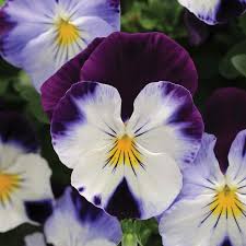 Weiß Blau Stiefmütterchen Blumensamen zur Aussaat Halbschatten verträglich Traditionssorte & ohne Gentechnik Samen Hausgarten