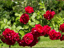 Kastanienrot kletternd Rose Blumensamen zur Aussaat – Wildblume Mischung – Traditionssorte & ohne Gentechnik Samen Hausgarten