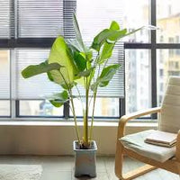Creme Grün Calathea Lutea Blumensamen zur Aussaat – leuchtend – Traditionssorte & ohne Gentechnik Samen Hausgarten