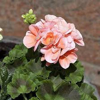 Geranie zart Rosa Blumensamen zur Aussaat – pflegeleicht – Traditionssorte & ohne Gentechnik Samen Hausgarten