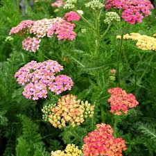 Gemischt Yarrow Blumensamen zur Aussaat – Anzucht – Traditionssorte & ohne Gentechnik Samen Hausgarten