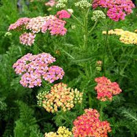 Gemischt Yarrow Blumensamen zur Aussaat – Anzucht – Traditionssorte & ohne Gentechnik Samen Hausgarten