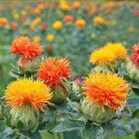 Safflower Blumensamen zur Aussaat farbenfroh Schau Traditionssorte & ohne Gentechnik Samen Hausgarten