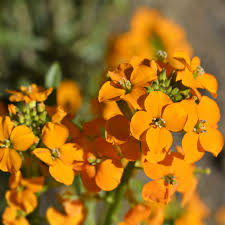 Orange Siberian Blumensamen zur Aussaat – leuchtend Blüten – Traditionssorte & ohne Gentechnik Samen Hausgarten
