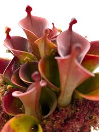 Rot Heliamphora Pulchella Blumensamen zur Aussaat – robust Sorte – Traditionssorte & ohne Gentechnik Samen Hausgarten