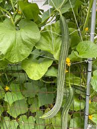 Striped Armenian Cucumber Cucumis melo Gemüse Samen zum Pflanzen in Garden