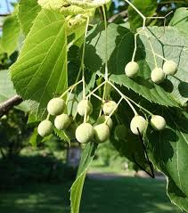 Graines de tilleul d’Amérique, idéales pour le jardinage