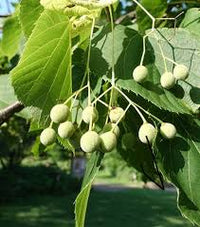Pflanze American Basswood Samen ideal Gardening