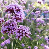 Eisenkraut Gelb Blumensamen zur Aussaat – pflegeleicht – Traditionssorte & ohne Gentechnik Samen Hausgarten