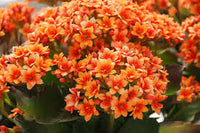 Flammendes Käthchen Blumensamen zur Aussaat – saisonal Dauerblüher – Traditionssorte & ohne Gentechnik Samen Hausgarten