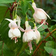 gefüllt Petals Fuchsie Samen zur Aussaat – Creme Rot Blumensamen leuchtend Gärten