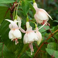 gefüllt Petals Fuchsie Samen zur Aussaat – Creme Rot Blumensamen leuchtend Gärten