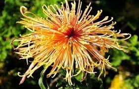 Japan Spider Chrysanthemums Samen zur Aussaat – einzigartig Floral Schönheit
